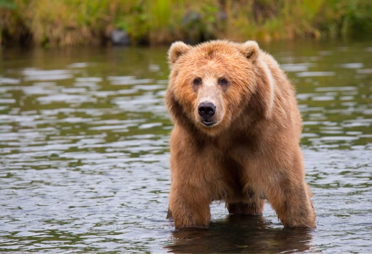 A large, brown grizzly bear wades in a river bordered by grassy soil.