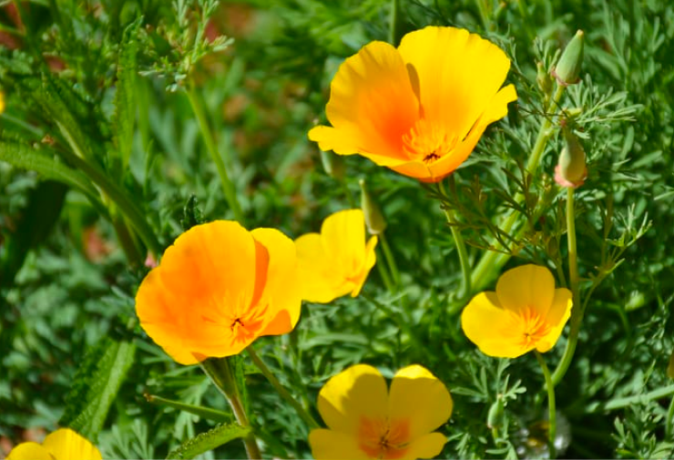 Orangey-yellow poppies are open toward the sun against a backdrop of green stems and leaves.