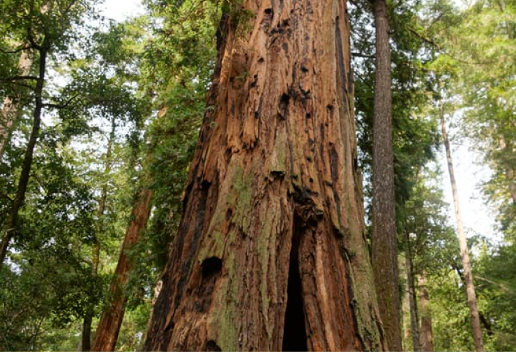 A massive, hollowed, redwood tree trunk stands in front of smaller redwood trees in a forest.