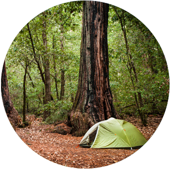 A green tent surrounded by redwood trees is pitched at a campsite in Big Basin Redwoods State Park.