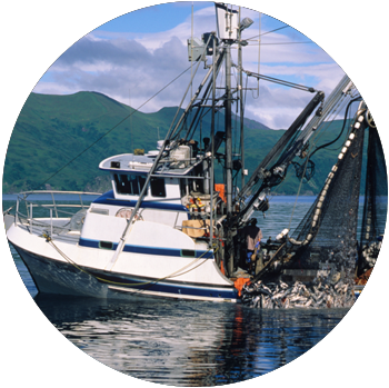 A commercial fishing boat is on a lake hauling a load of fish inside a net.